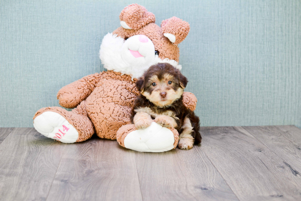 Adorable Yorkie Designer Puppy