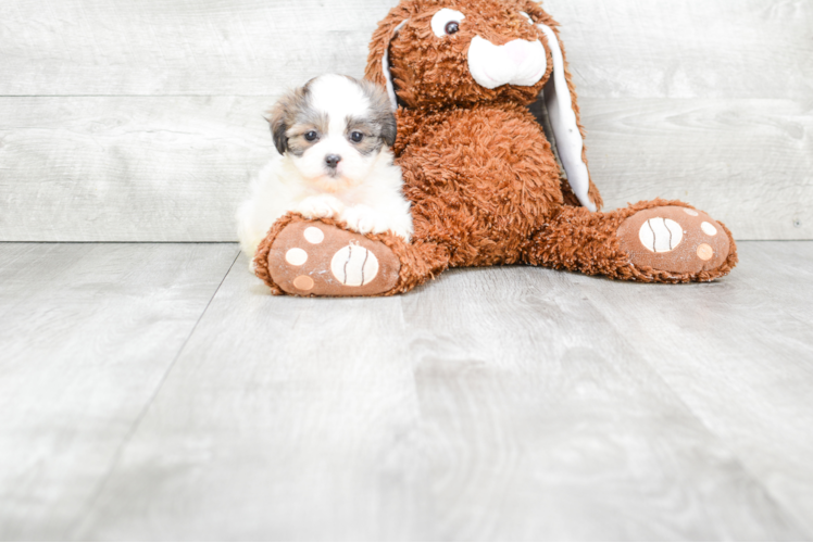 Teddy Bear Pup Being Cute