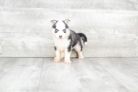 Pomsky Pup Being Cute