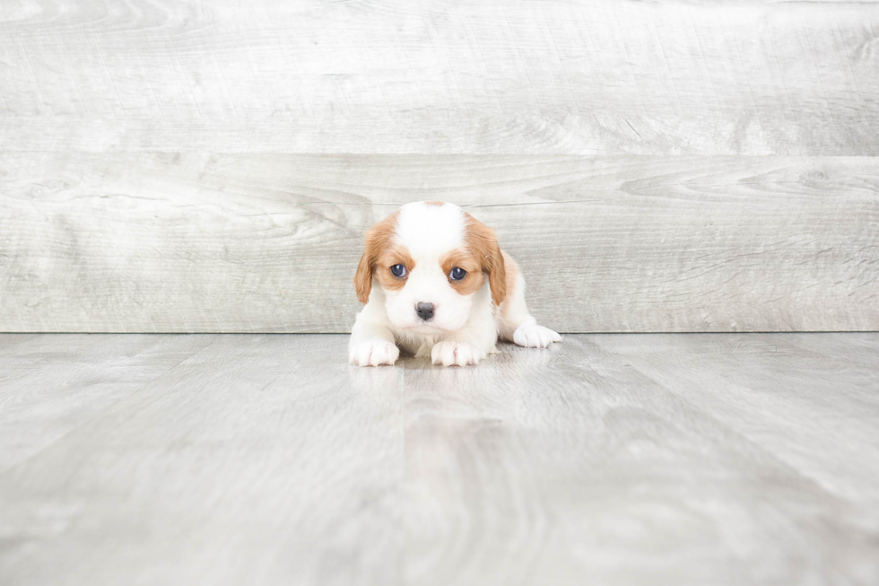 Hypoallergenic Cavalier King Charles Spaniel Purebred Pup