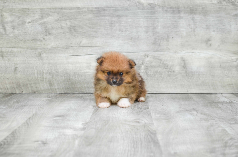 Best Pomeranian Baby