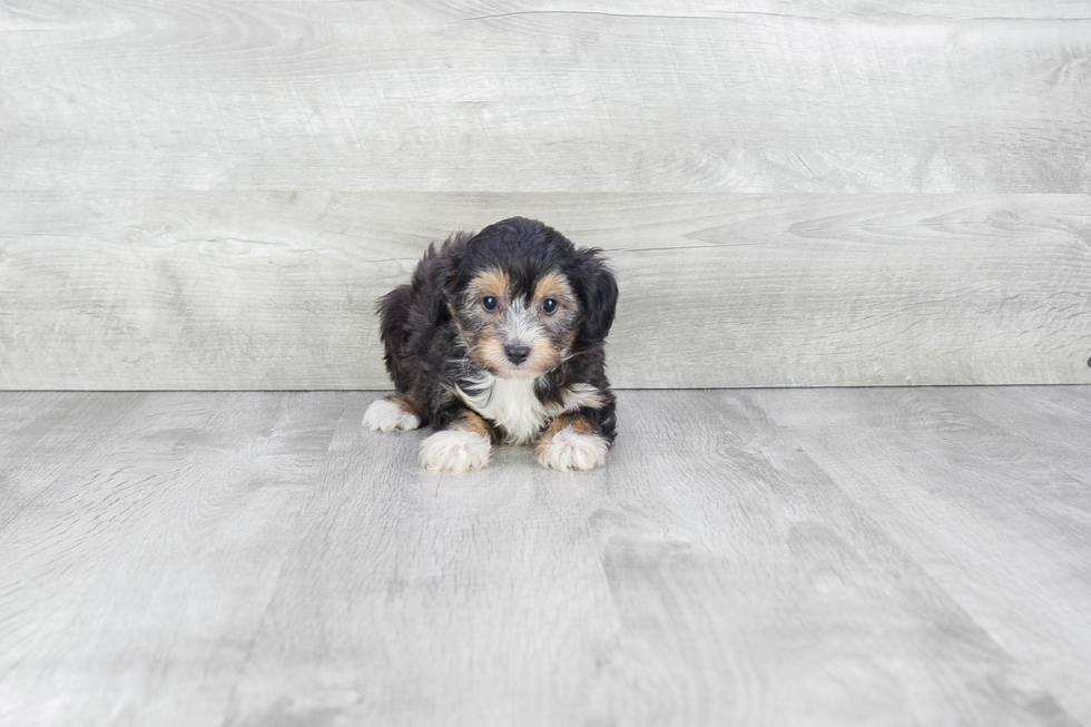 Mini Aussiedoodle Puppy for Adoption