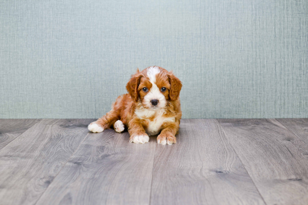 Friendly Cavapoo Baby