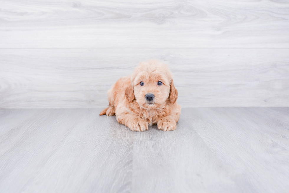 Best Mini Goldendoodle Baby