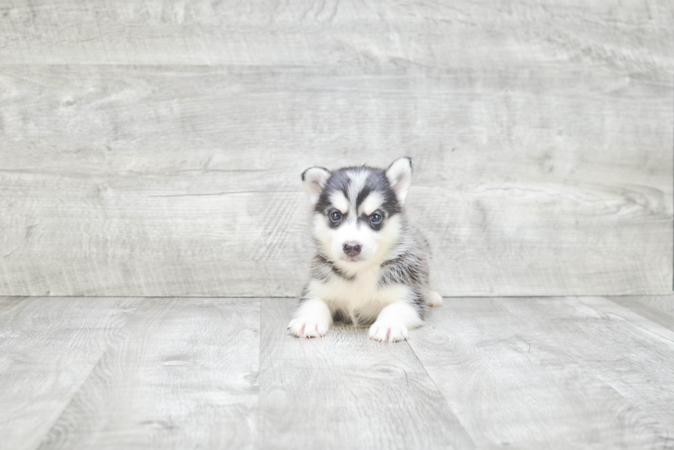 Energetic Mini Husky Designer Puppy