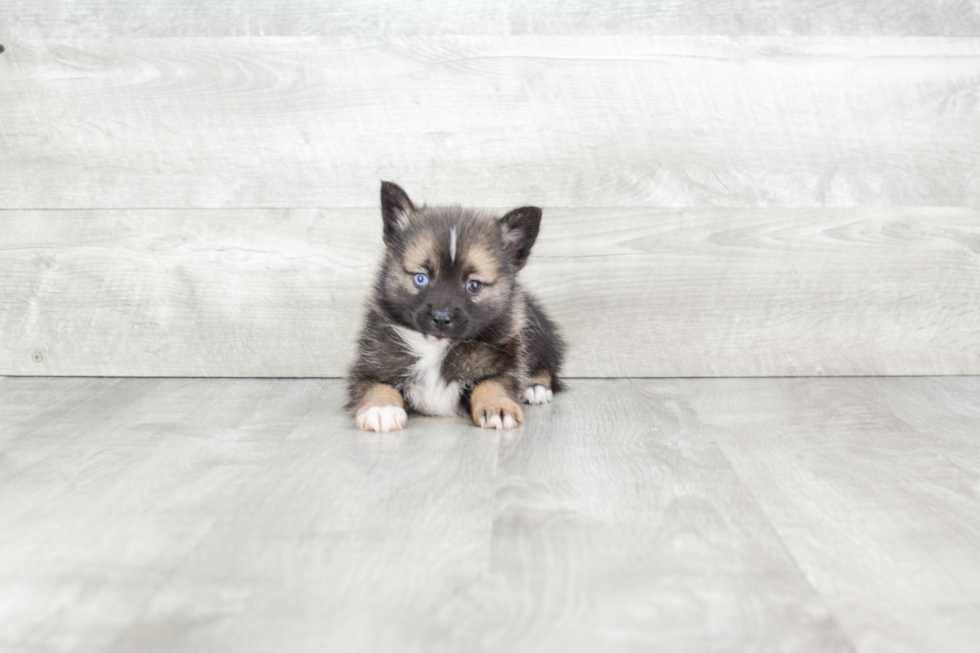 Best Pomsky Baby