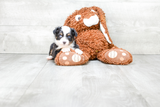 Energetic Aussiepoo Poodle Mix Puppy