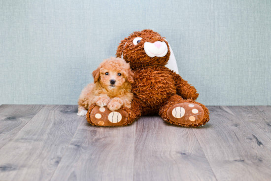 Maltipoo Puppy for Adoption