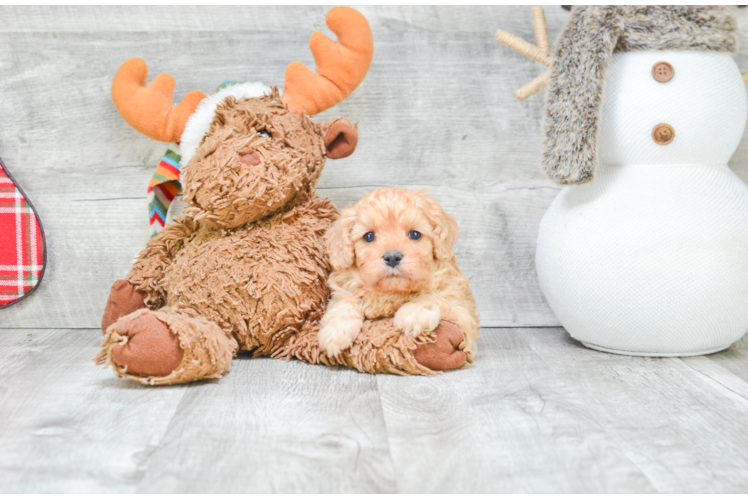 Best Cavapoo Baby