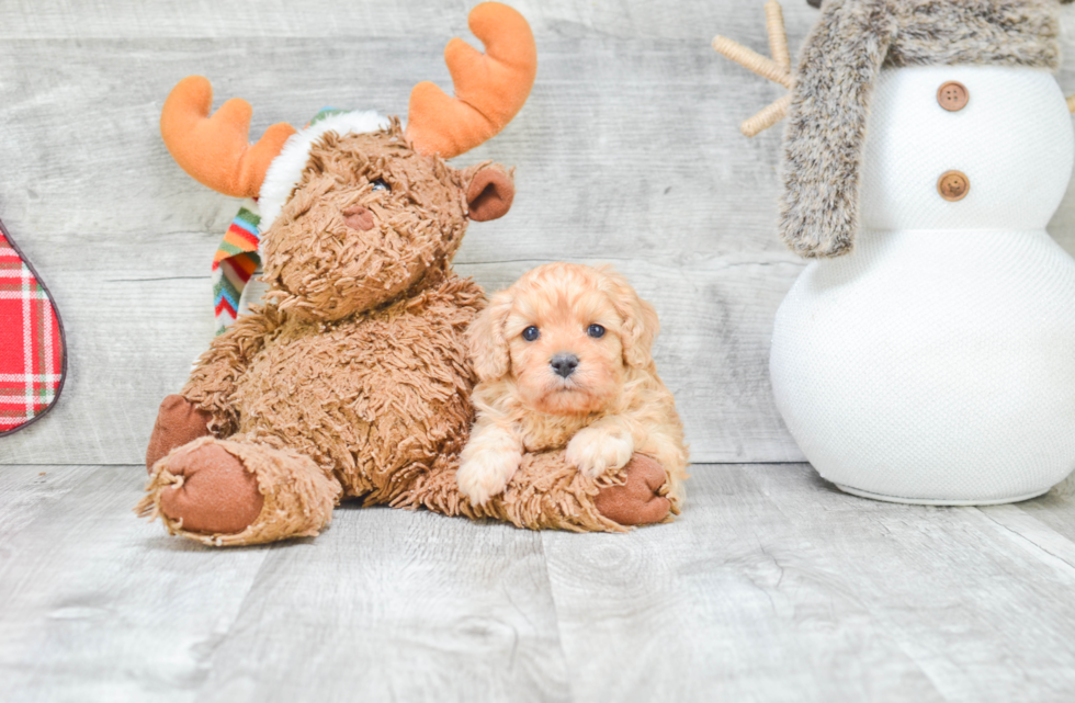 Best Cavapoo Baby