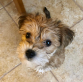 Energetic Morkie Pup