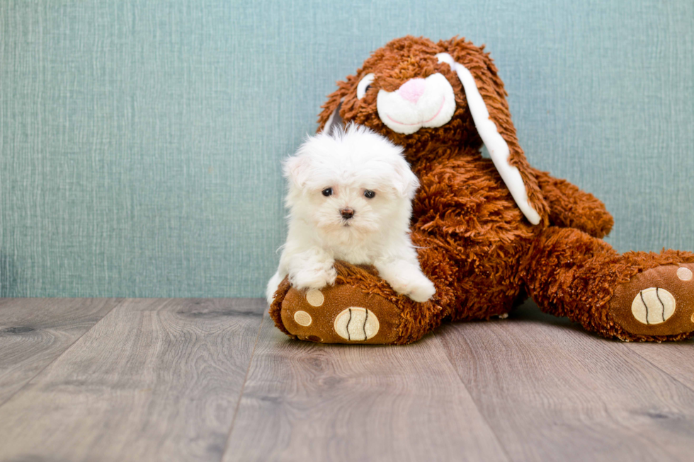 Maltese Pup Being Cute