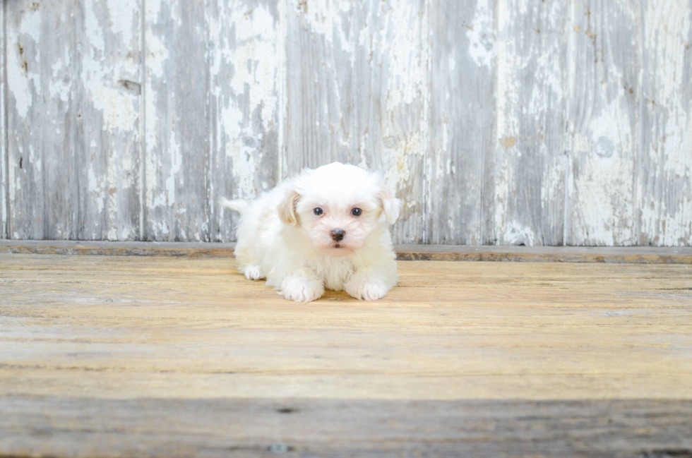 Cute Teddy Bear Baby