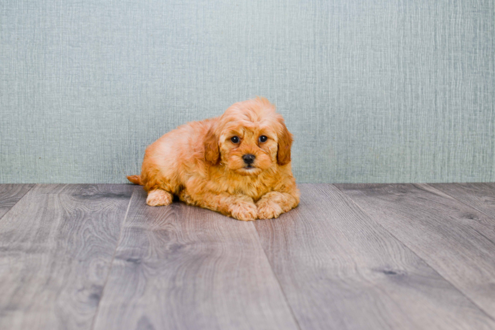 Best Mini Goldendoodle Baby