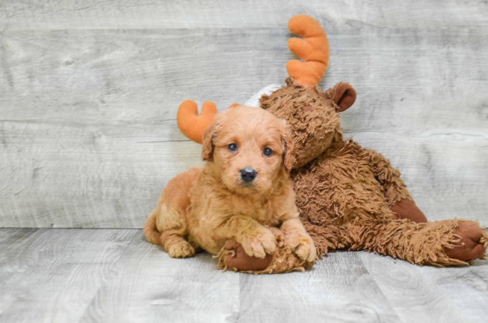 Petite Mini Goldendoodle Poodle Mix Pup