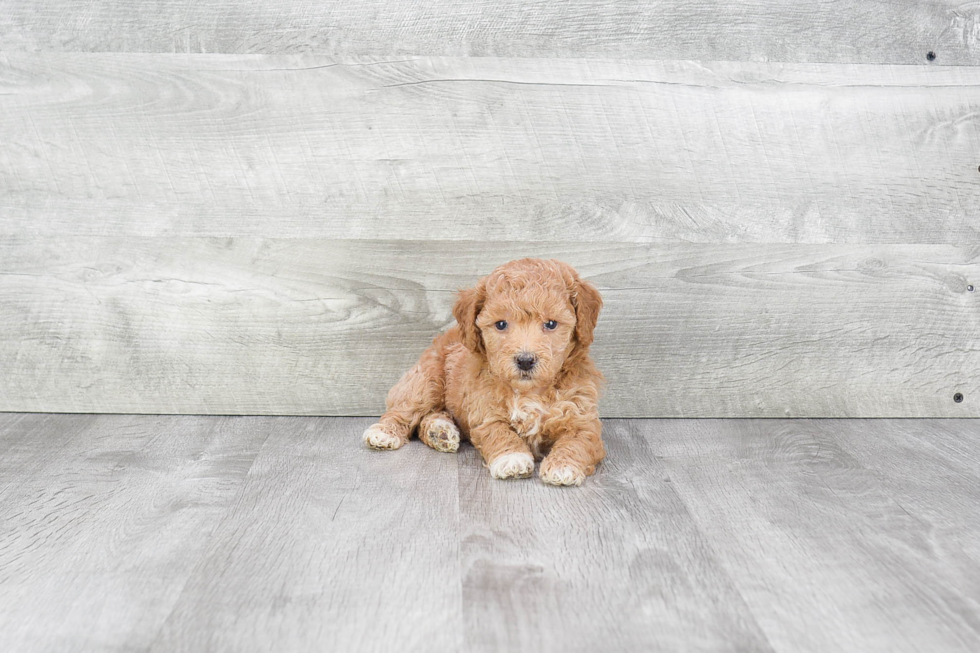 Maltipoo Pup Being Cute