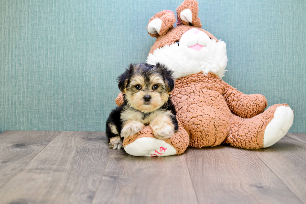 Popular Morkie Designer Pup