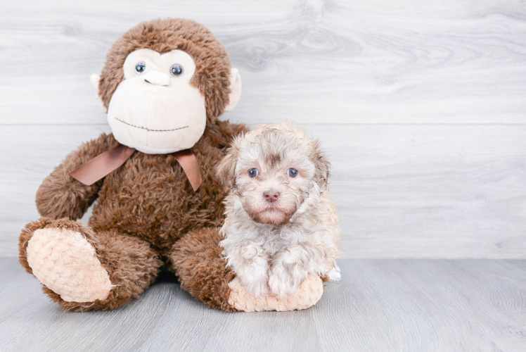 Funny Havanese Baby