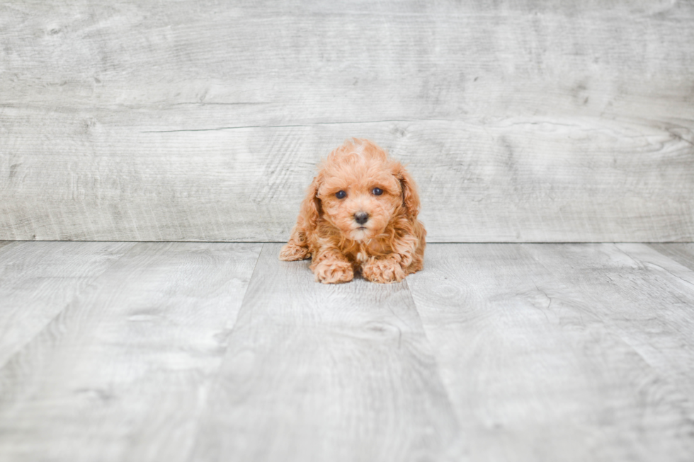 Funny Poodle Baby