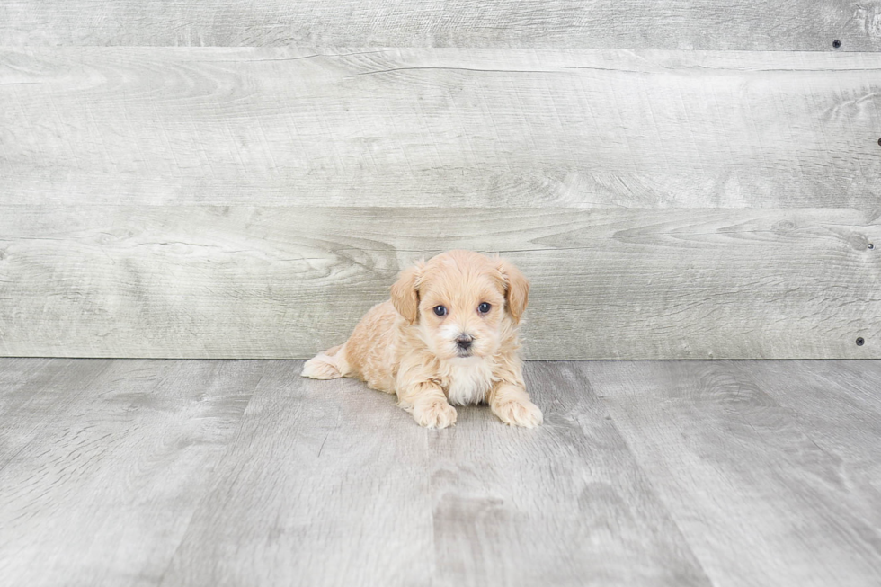 Funny Maltipoo Poodle Mix Pup