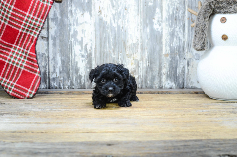 Little Yorkie Doodle Poodle Mix Puppy