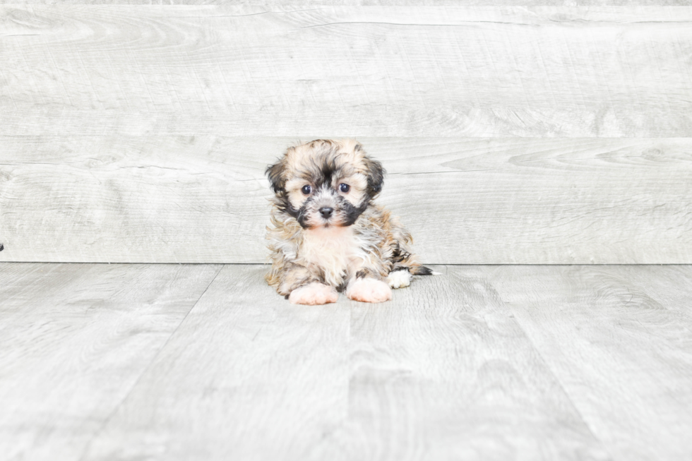 Havanese Pup Being Cute