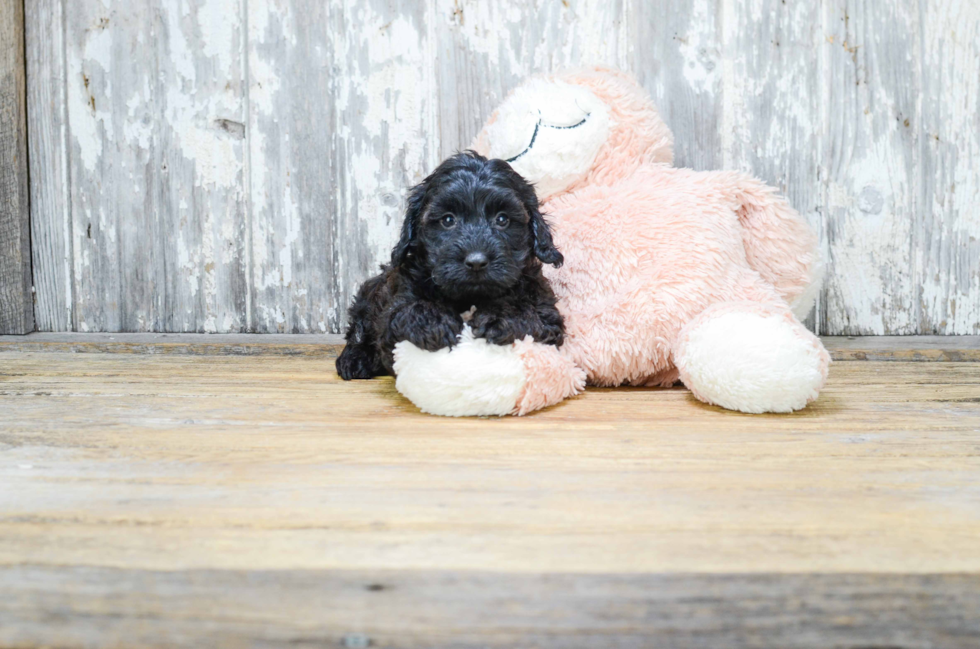 Sweet Cavapoo Baby