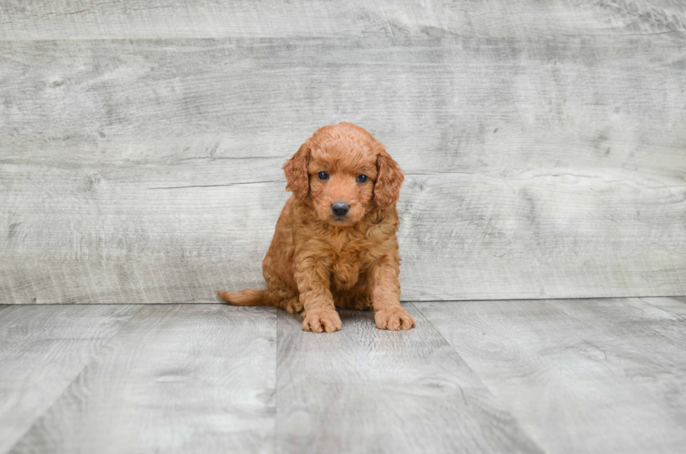 Best Mini Goldendoodle Baby