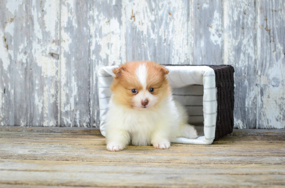 Pomeranian Puppy for Adoption