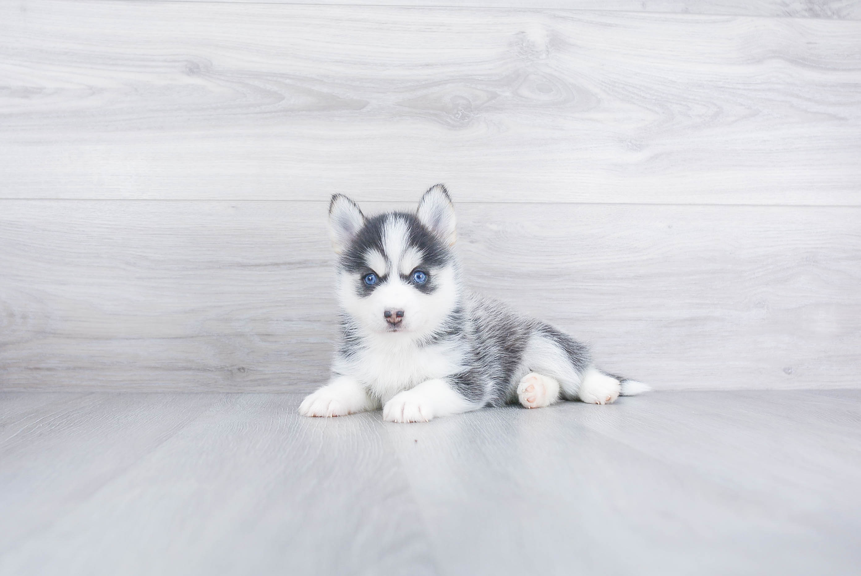 Best Pomsky Baby