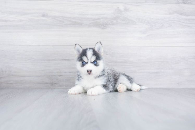 Best Pomsky Baby