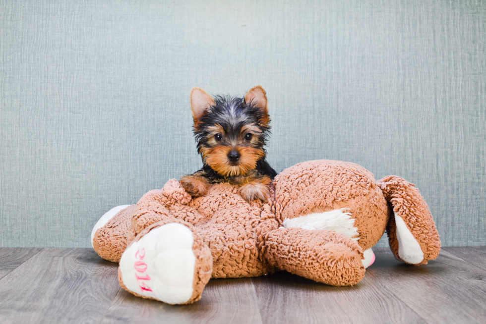 Meet Stevo - our Yorkshire Terrier Puppy Photo 