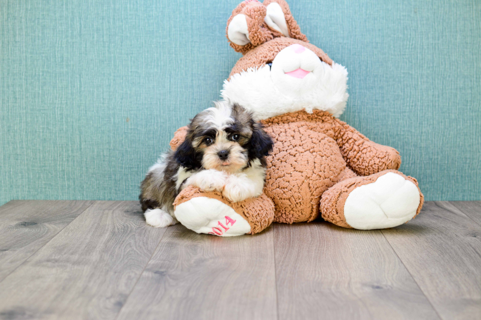 Havanese Puppy for Adoption