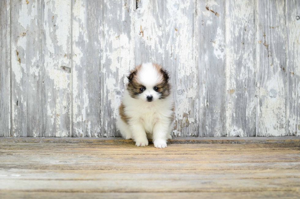 Pomeranian Pup Being Cute