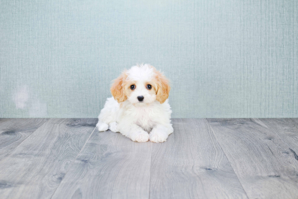 Hypoallergenic Cavalier Designer Puppy