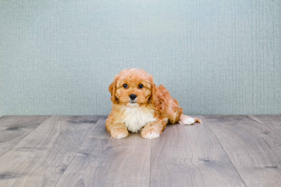 Little Cavoodle Poodle Mix Puppy