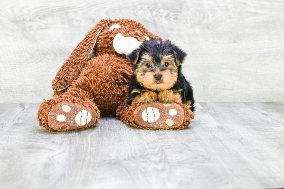 Meet Snickers - our Yorkshire Terrier Puppy Photo 