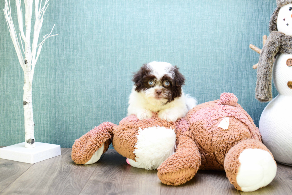 Havanese Pup Being Cute
