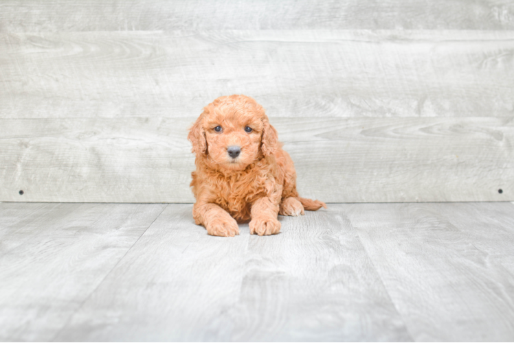 Mini Goldendoodle Puppy for Adoption