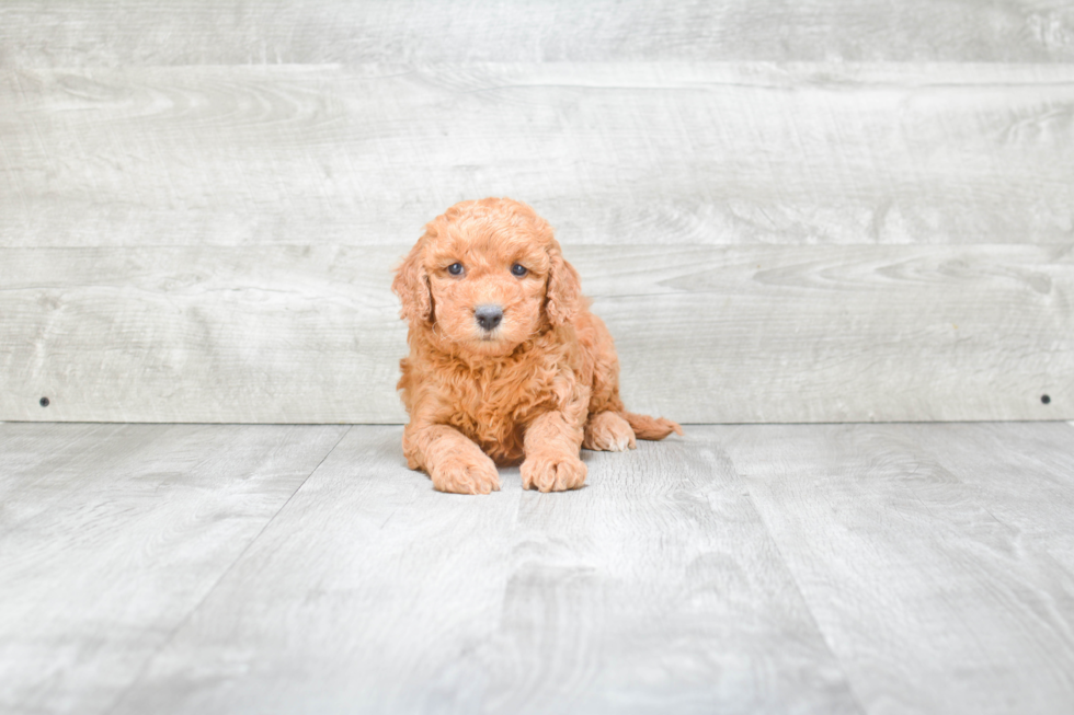 Mini Goldendoodle Puppy for Adoption