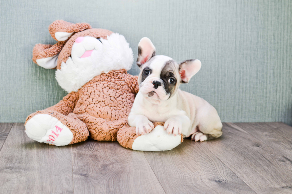 French Bulldog Puppy for Adoption