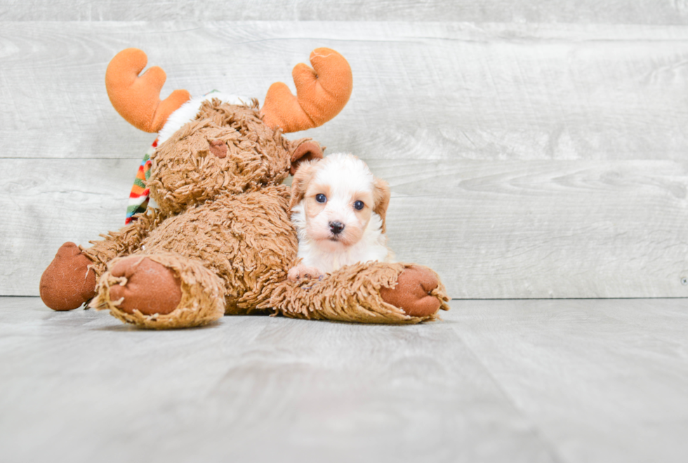 Small Cavapoo Baby