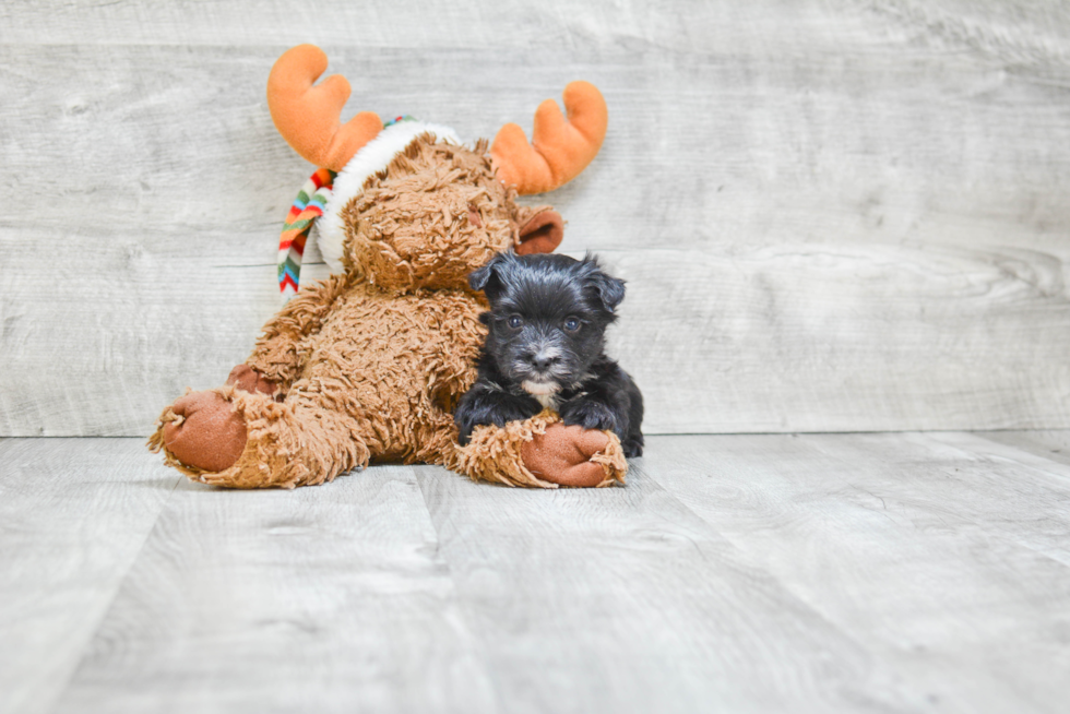 Morkie Pup Being Cute