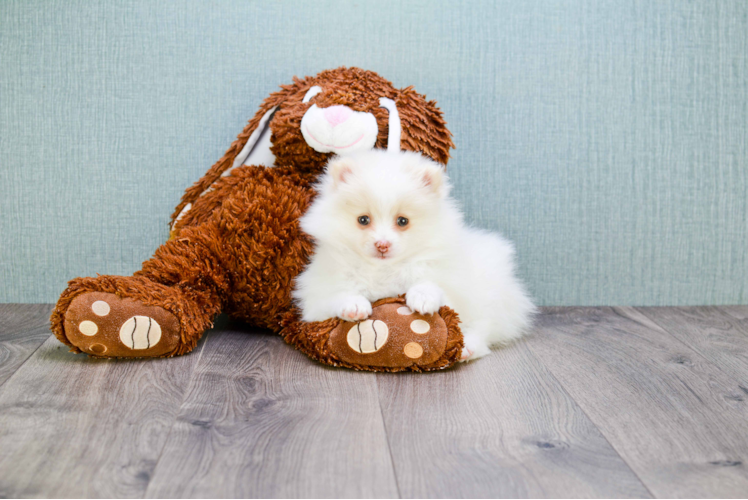 Pomeranian Pup Being Cute