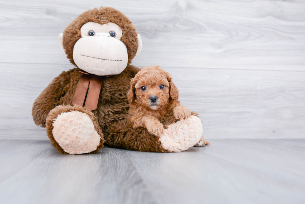 Little Cavoodle Poodle Mix Puppy