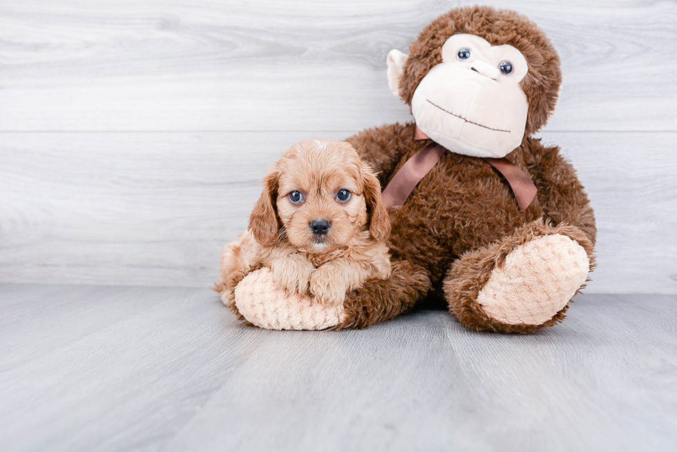 Petite Cavapoo Poodle Mix Pup