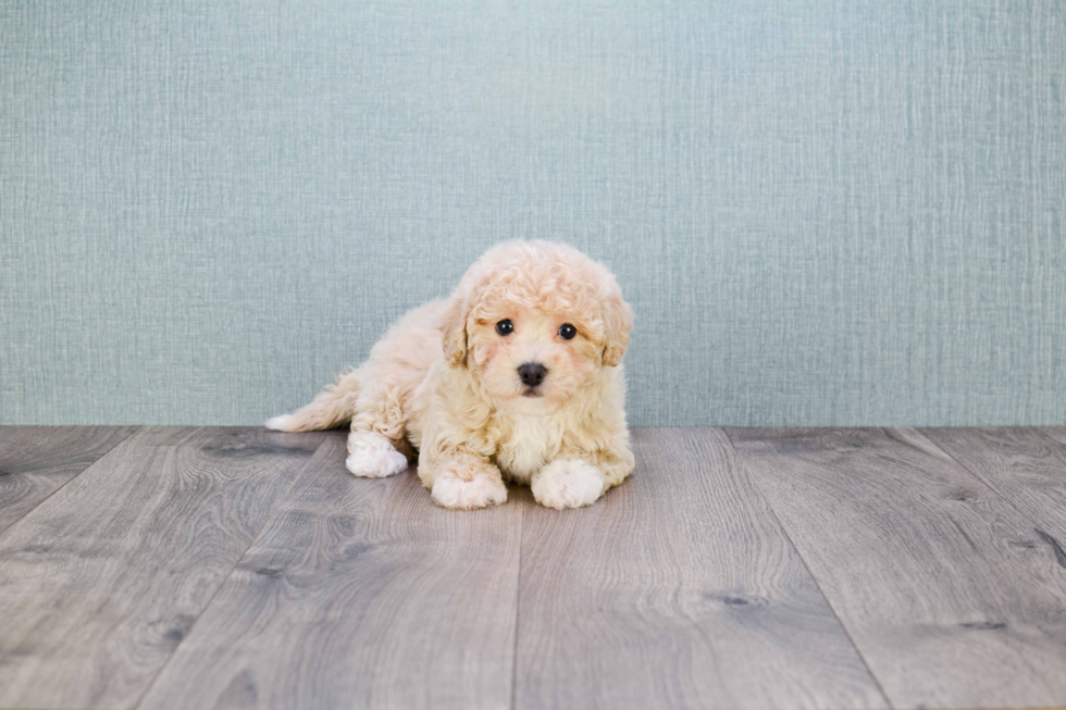 Small Maltipoo Baby