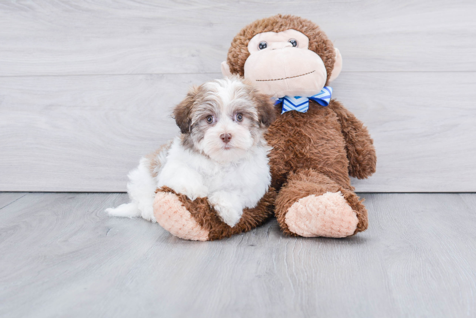 Havanese Puppy for Adoption