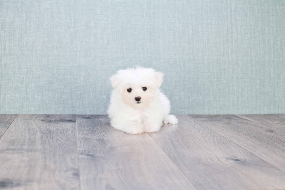 Little Maltese Baby