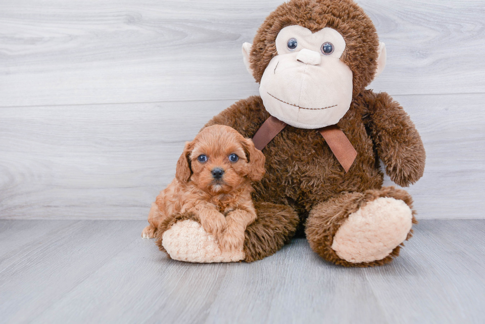 Little Cavoodle Poodle Mix Puppy